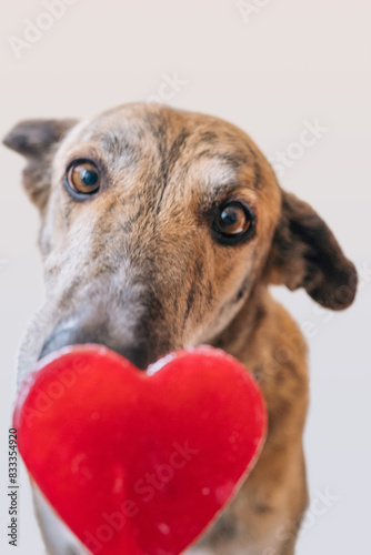 Adorable Dog Holding a Red Heart in Mouth, Looking at Camera