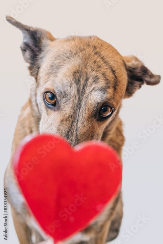 Playful Dogs Holding Red Heart Toy in Mouths