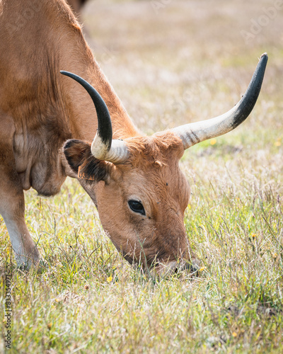 Close-Up of a Grazing Cow with Long Curved Horns in a Pasture