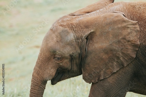 Adorable Baby Elephant Standing in Natural Habitat