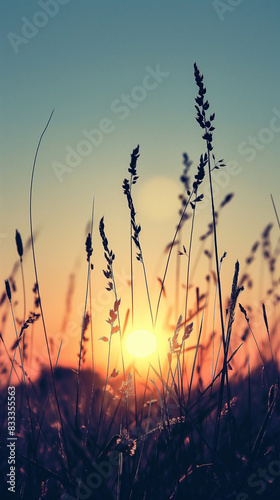 Silhouette of sun rising over tall grass in field of meadow on orange sky. Blurred background