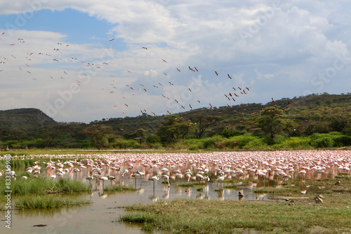 flamingos in the lake Bogoria, Kenya photo