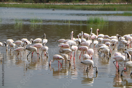 flamingos in the lake Bogoria, Kenya