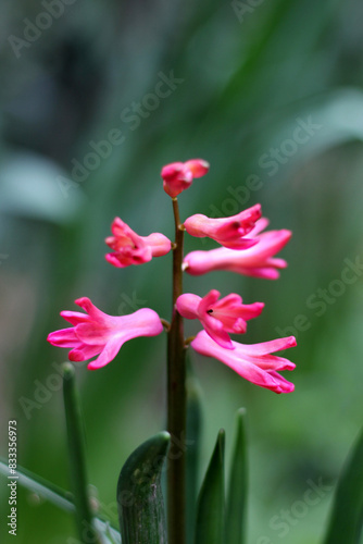 Blooming purple hyacinth flower