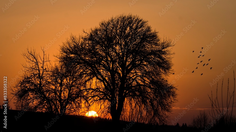 Fototapeta premium A tranquil scene as the sun sets behind a lone tree, casting a warm glow across the landscape, creating a peaceful and picturesque moment in nature.