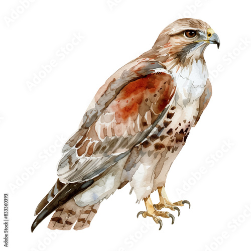 Cute watercolor hawk isolated on white background.