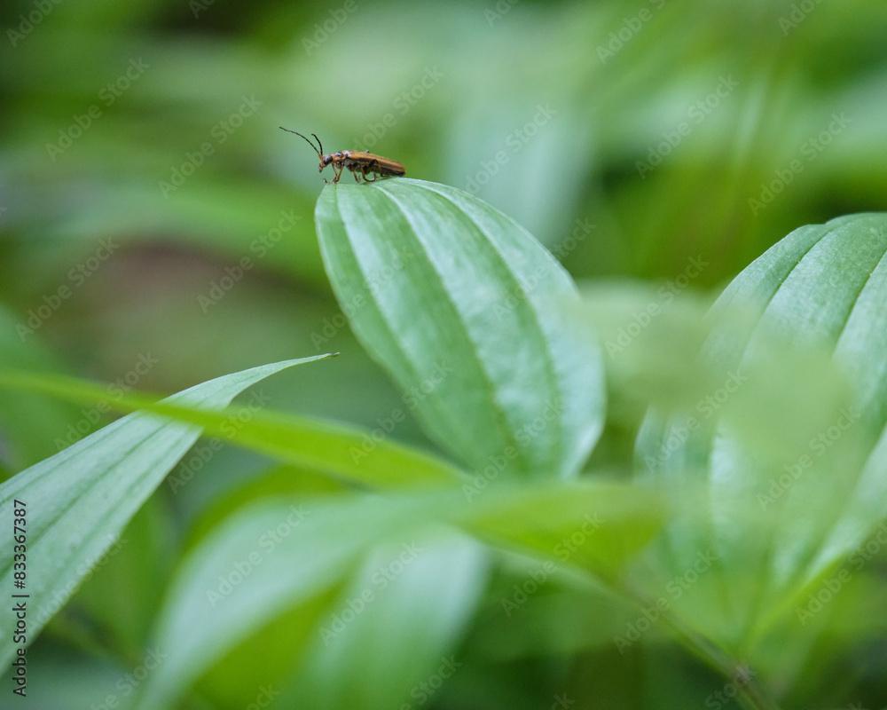 葉の上のジョウカイボン / Lycocerus suturellus on a leaf 葉の上のジョウカイボン / Lycocerus suturellus on a leaf