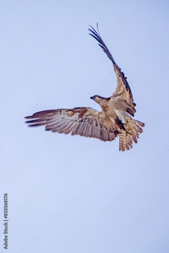 Obraz premium Fischadler im Anflug