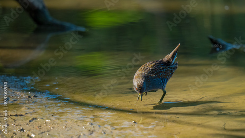 Australian Crake