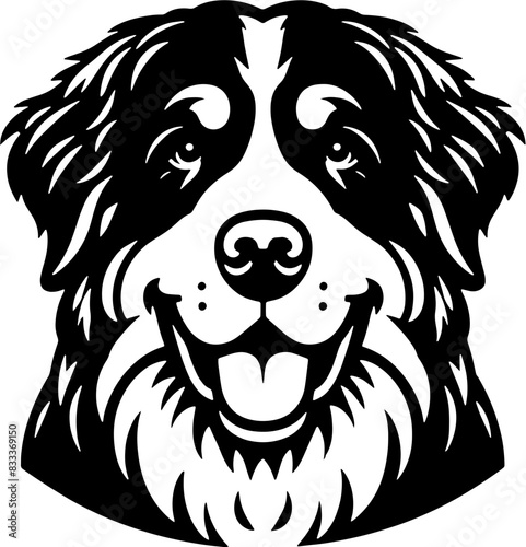 Bernese Mountain Dog14