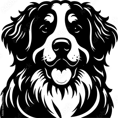Bernese Mountain Dog7