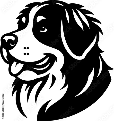 Bernese Mountain Dog9