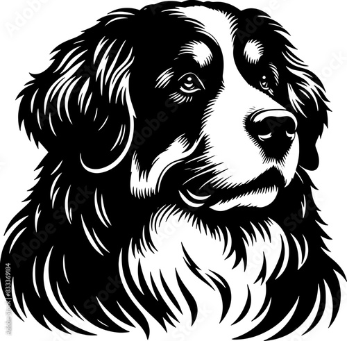 Bernese Mountain Dog6