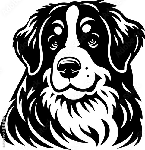 Bernese Mountain Dog10