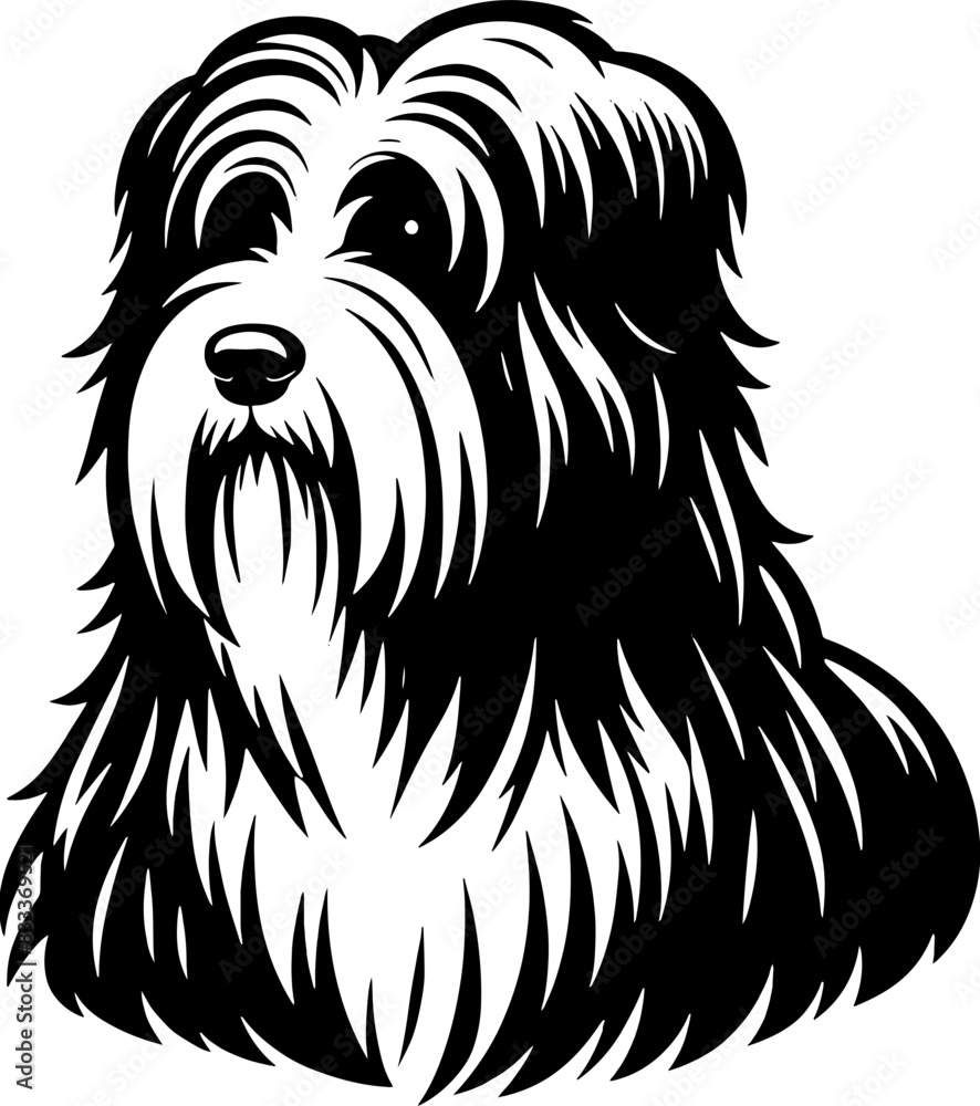 Obraz premium Bearded Collie12