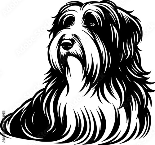 Bearded Collie16