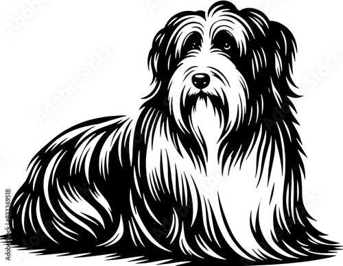 Bearded Collie14