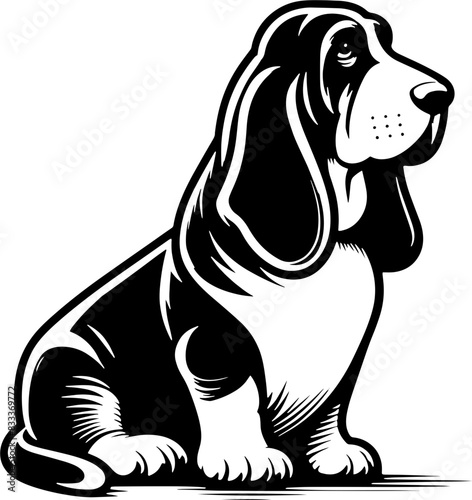 Basset Hound15