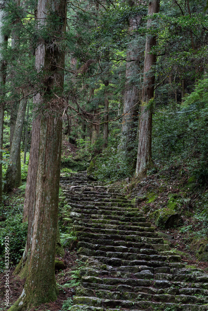 Obraz premium 森の中に続く石段