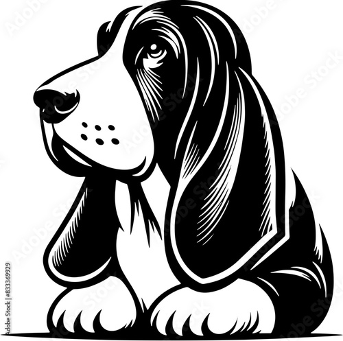 Basset Hound4