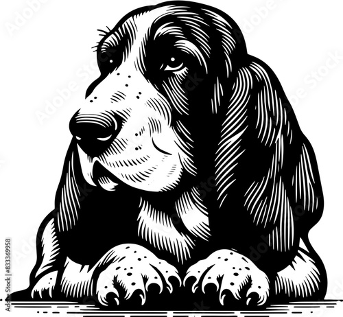 Basset Fauve De Bretagne16