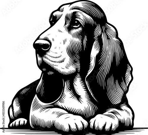 Basset Fauve De Bretagne15