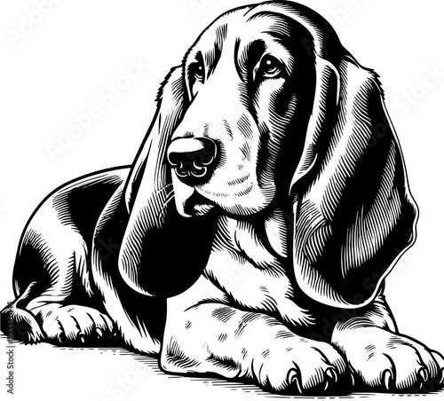 Basset Fauve De Bretagne8