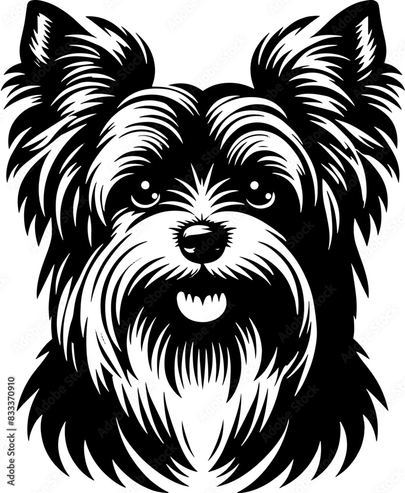 Fototapeta premium Australian Silky Terrier10