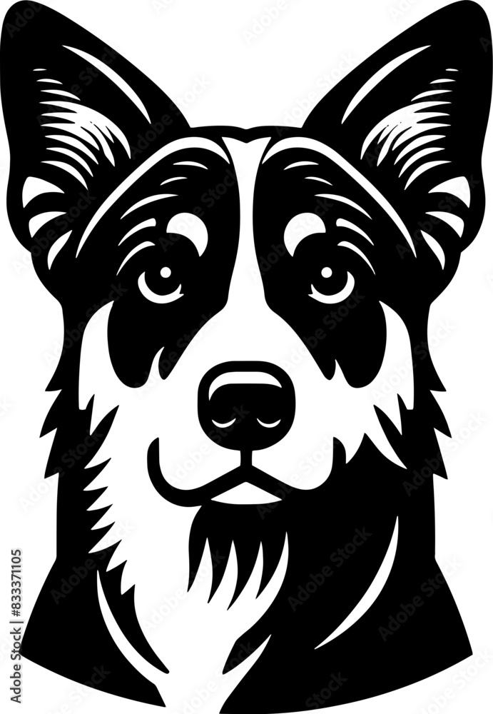 Australian Kelpie14
