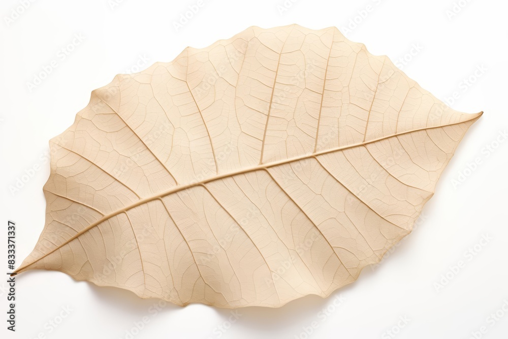 Obraz premium A simple leaf featuring avantgarde morphology and advanced venation