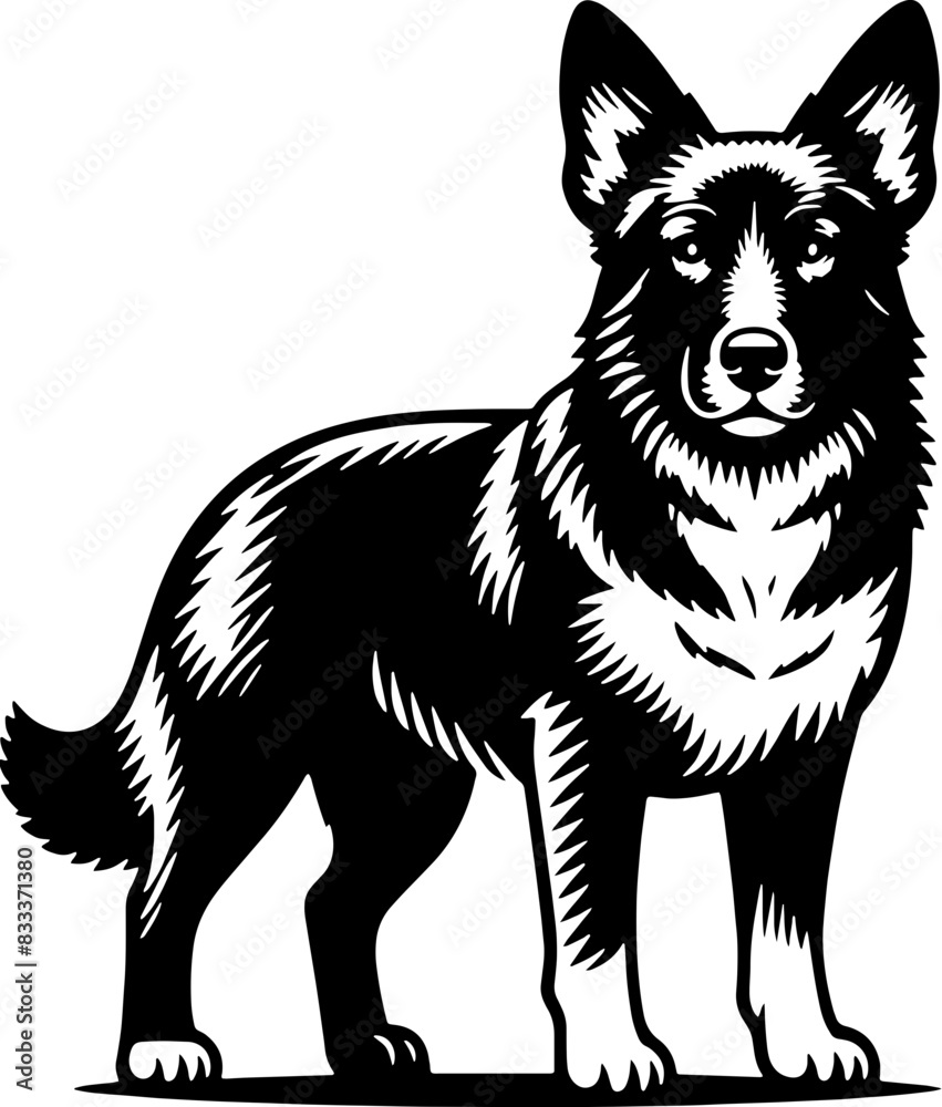 Fototapeta premium Aspin Dog12