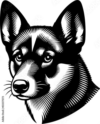 Aspin Dog10