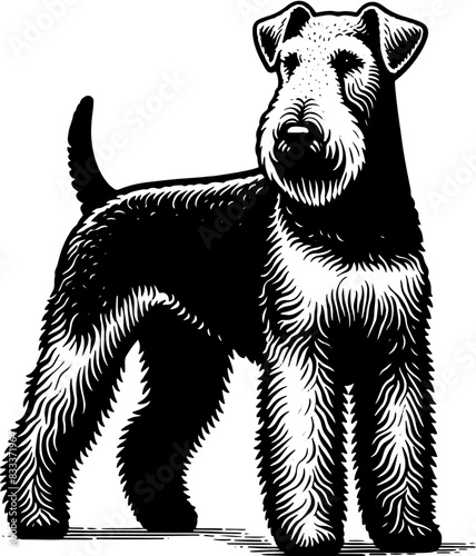 Airedale Terrier16