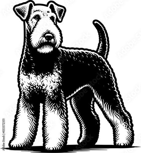 Airedale Terrier1