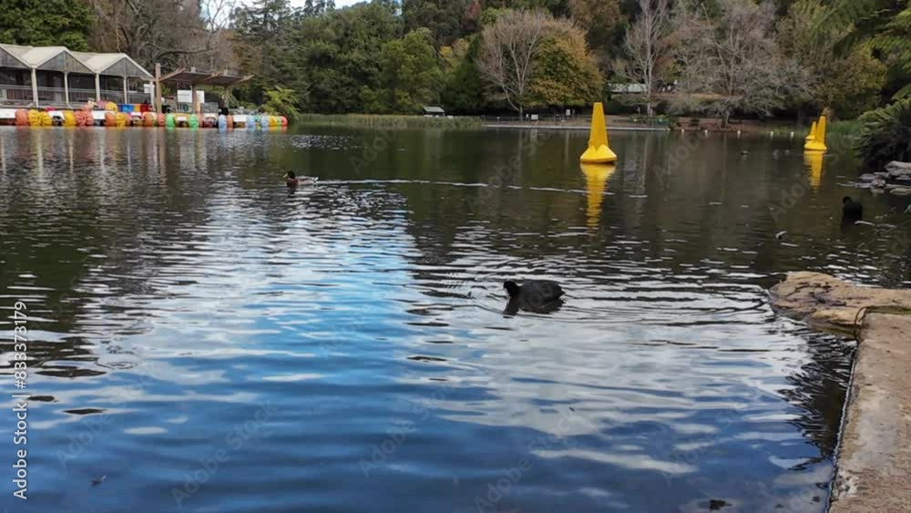 A Duck's Journey: Serene Waters at Lakeside