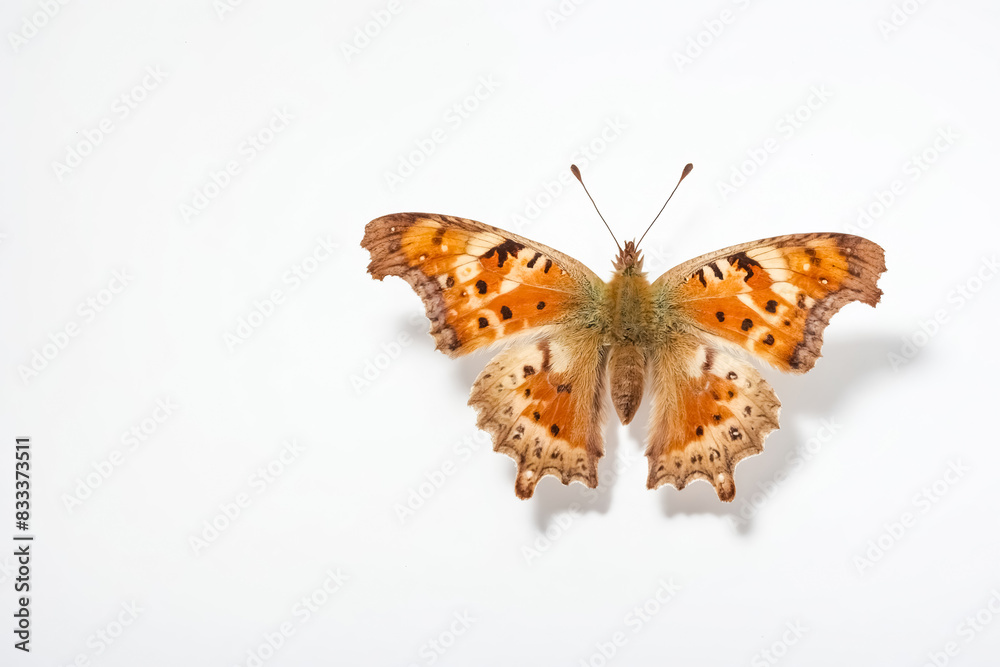 Obraz premium Close-up of a butterfly with orange and black wings