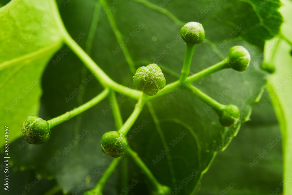 Extremely macro view of young not bloomed flower buds on the green leaves background on the behind Extremely macro view of young not bloomed flower buds on the green leaves background on the behind
