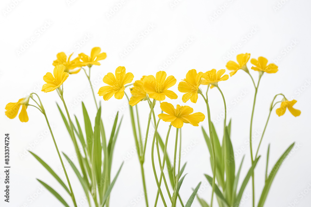 Yellow Flowers with White Background Yellow Flowers with White Background