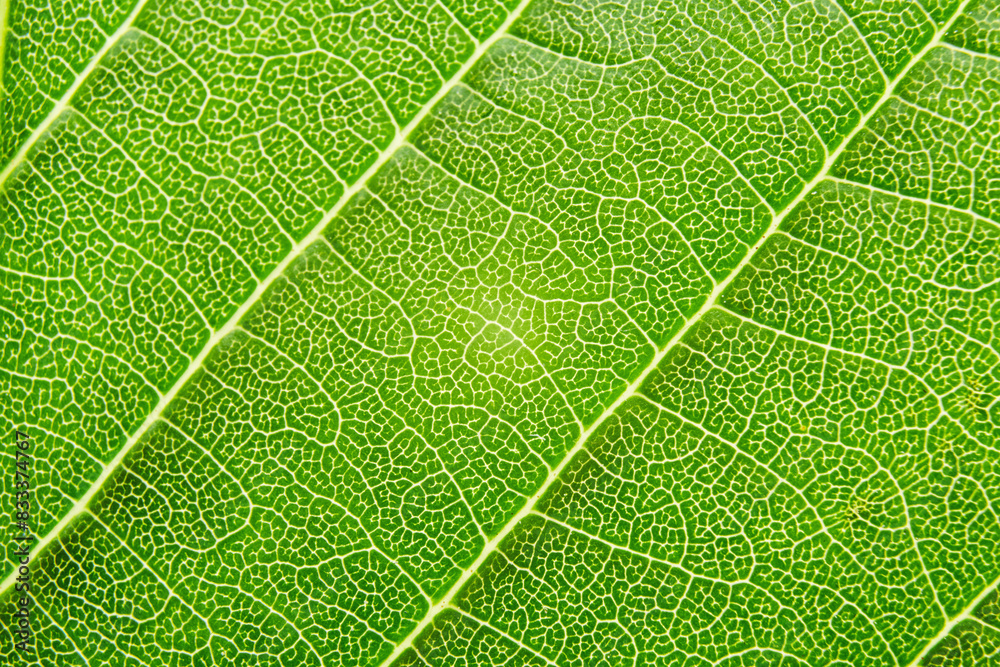 Eco bio green leaf extremely close-up macro fiber cell structure background texture Eco bio green leaf extremely close-up macro fiber cell structure background texture