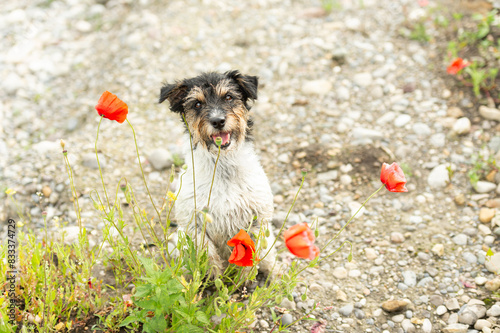 Small Jack Russell Terrier dog does bunny hop in a vibrant blooming poppy field