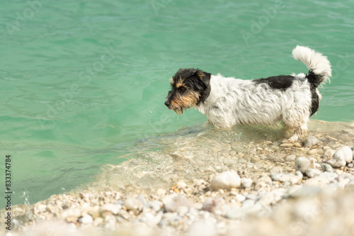 Small jack russell terrier dog at the lake shore - enjoying the beautiful nature by the lake with greenish-blue water
