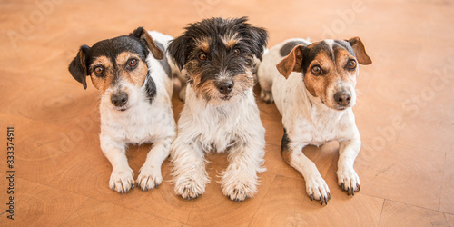 Canvas Print Three obedient dogs make room  in anticipation of food - Jack Russell Terrier