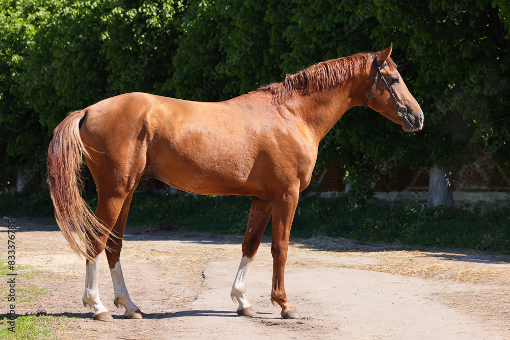 Thoroughbred young horse posing against stud farm