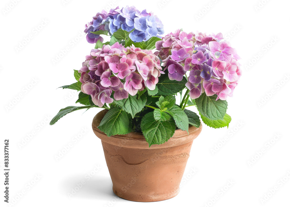 Hydrangea Plant in a Pot on Transparent Background Hydrangea Plant in a Pot on Transparent Background