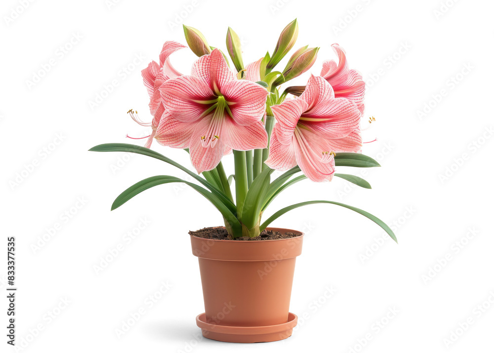 Amaryllis plant in a pot with blooming flowers Amaryllis plant in a pot with blooming flowers