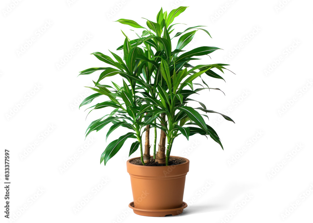 Fototapeta premium Dracaena Marginata plant in a pot on a transparent background