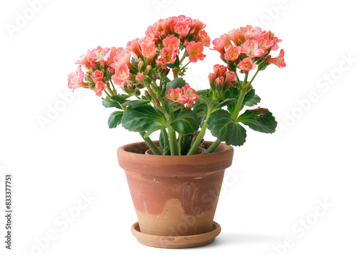 Wallpaper Mural Potted Kalanchoe Plant on Transparent Background Torontodigital.ca