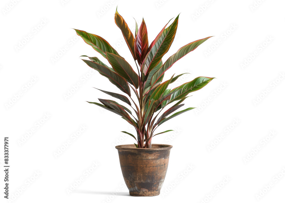 Plant in a Pot - Cordyline on Transparent Background