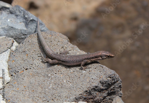 madeira-eidechse, madeira-mauereidechse, eidechse,