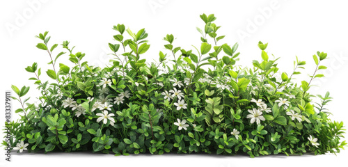 Bush with Green Leaves and White Flowers